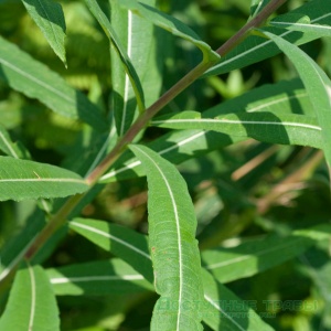 >Fireweed (fireweed leaves)