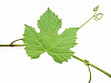 Grape leaves